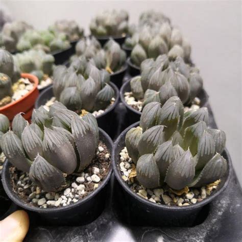 黑肌玉露|黑肌玉露 Haworthia cooperi cv. Black Muscle